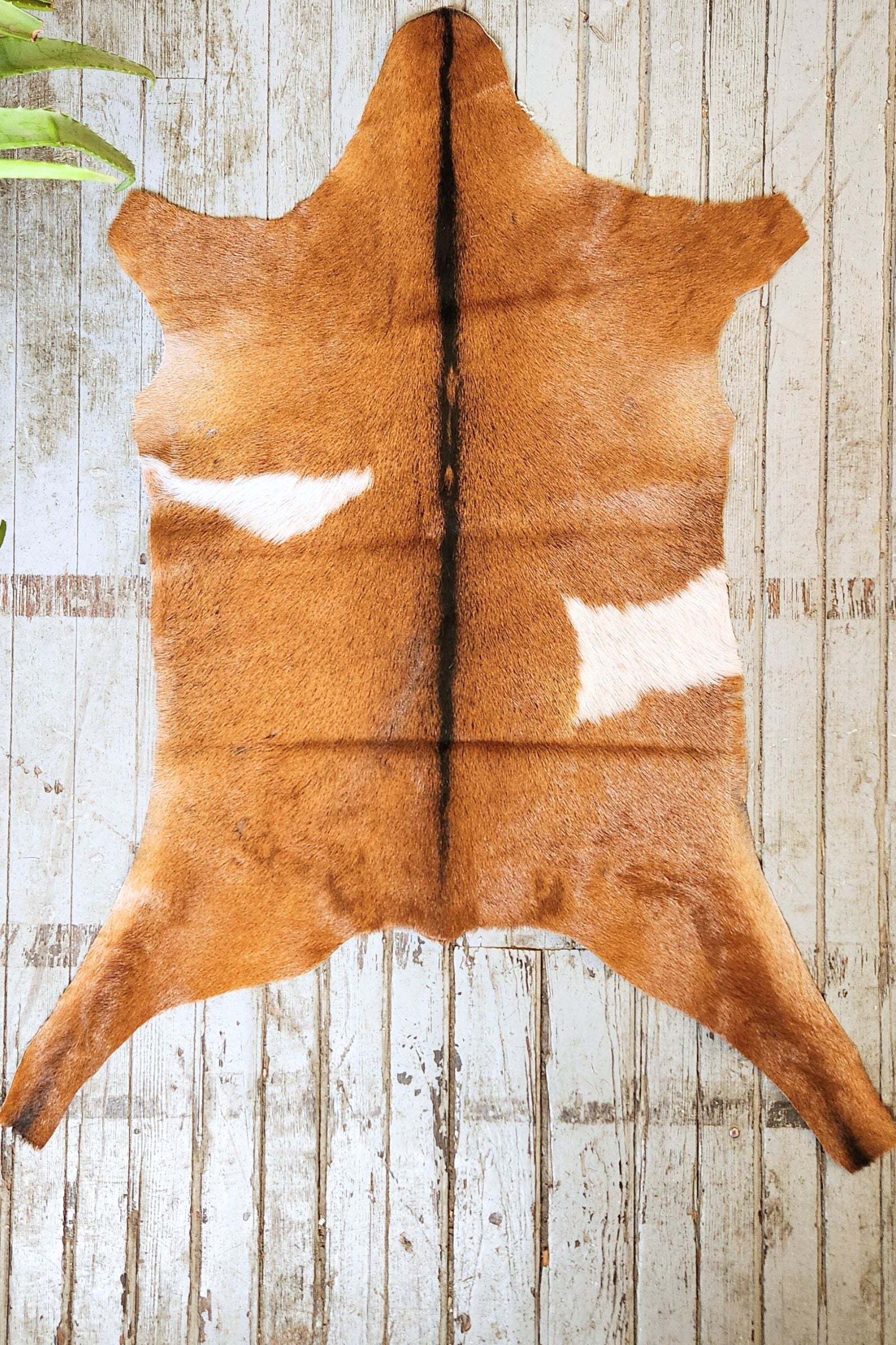 Brown & White Goat Hide Rug #432