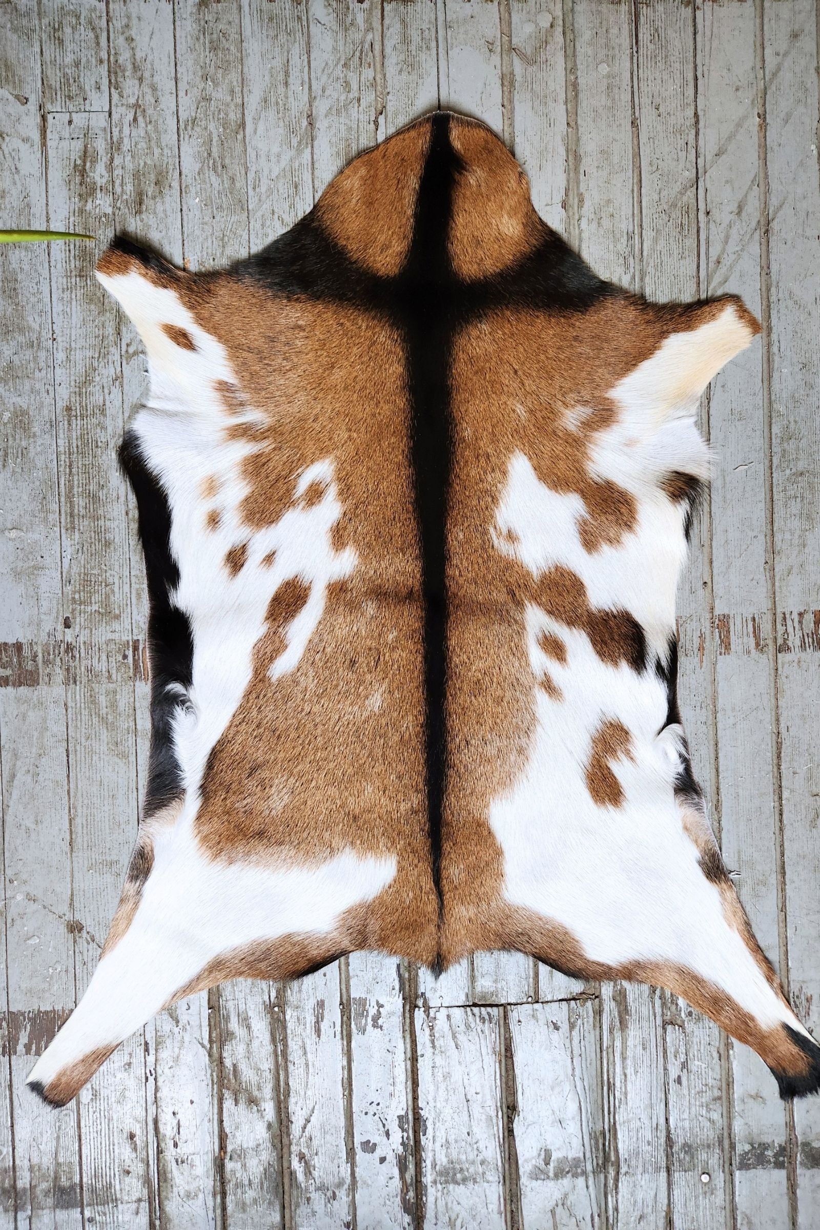 Brown & White Goat Hide Rug #439