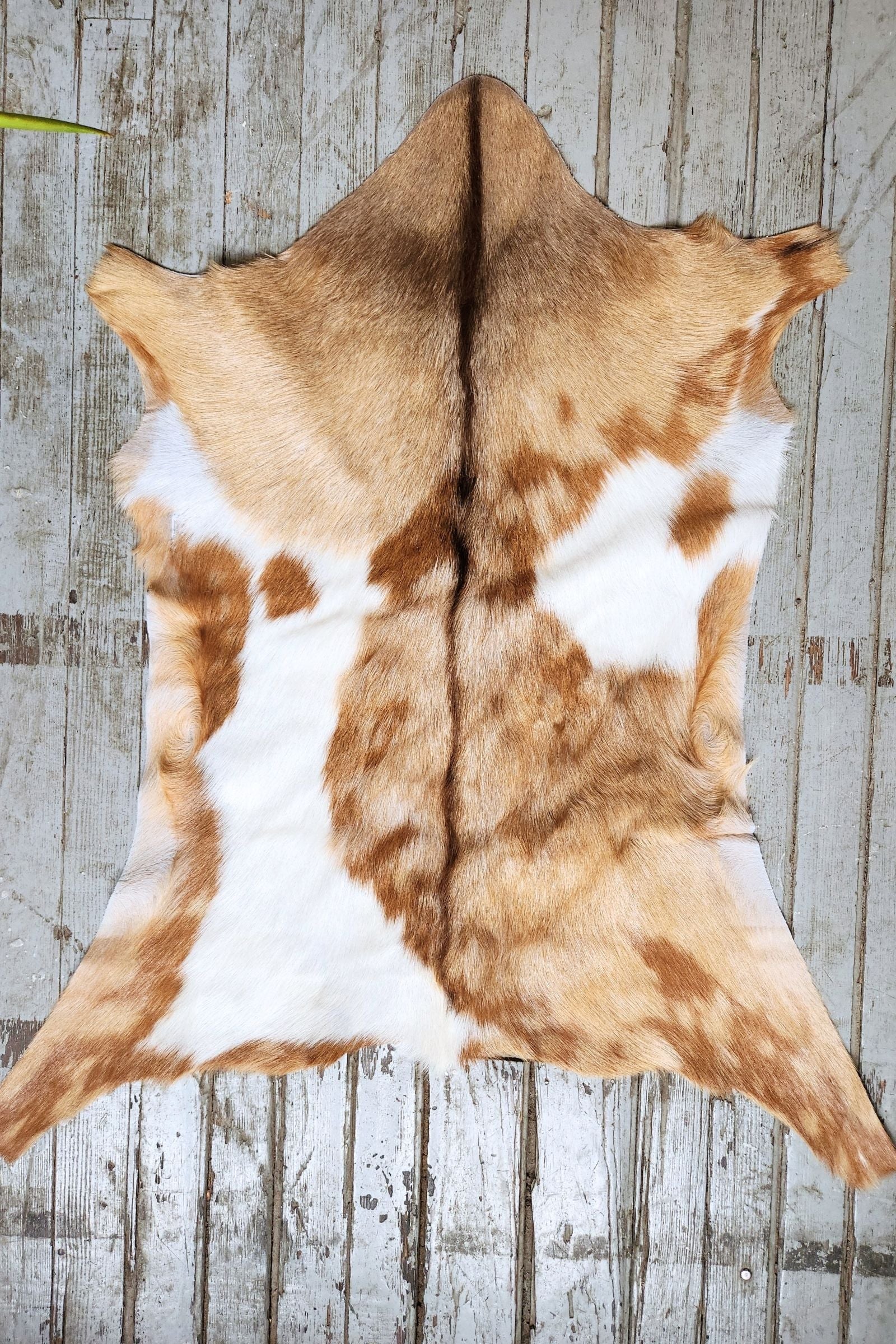 White & Tan Goat Hide Rug #450