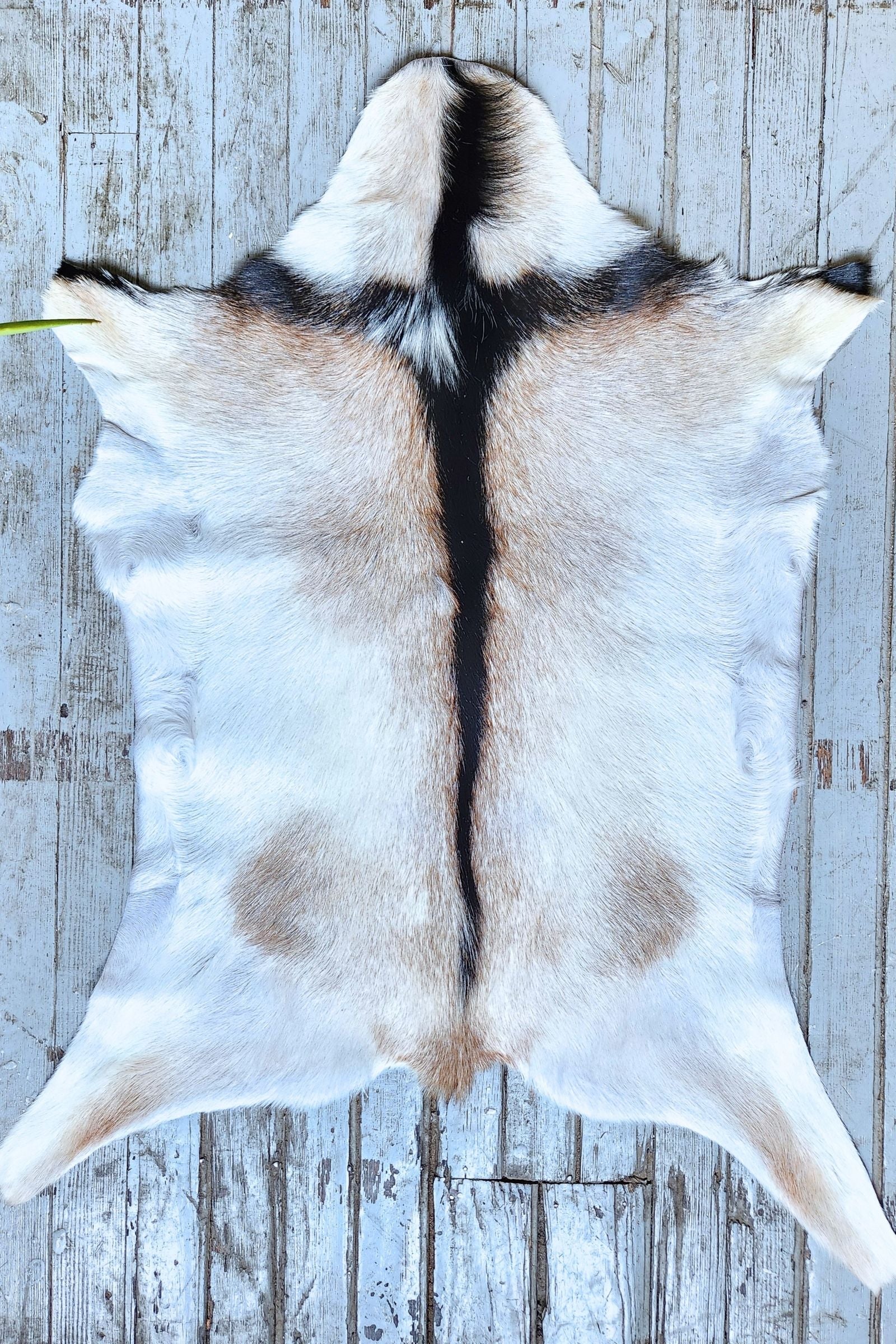 White & Brown Goat Hide Rug #451