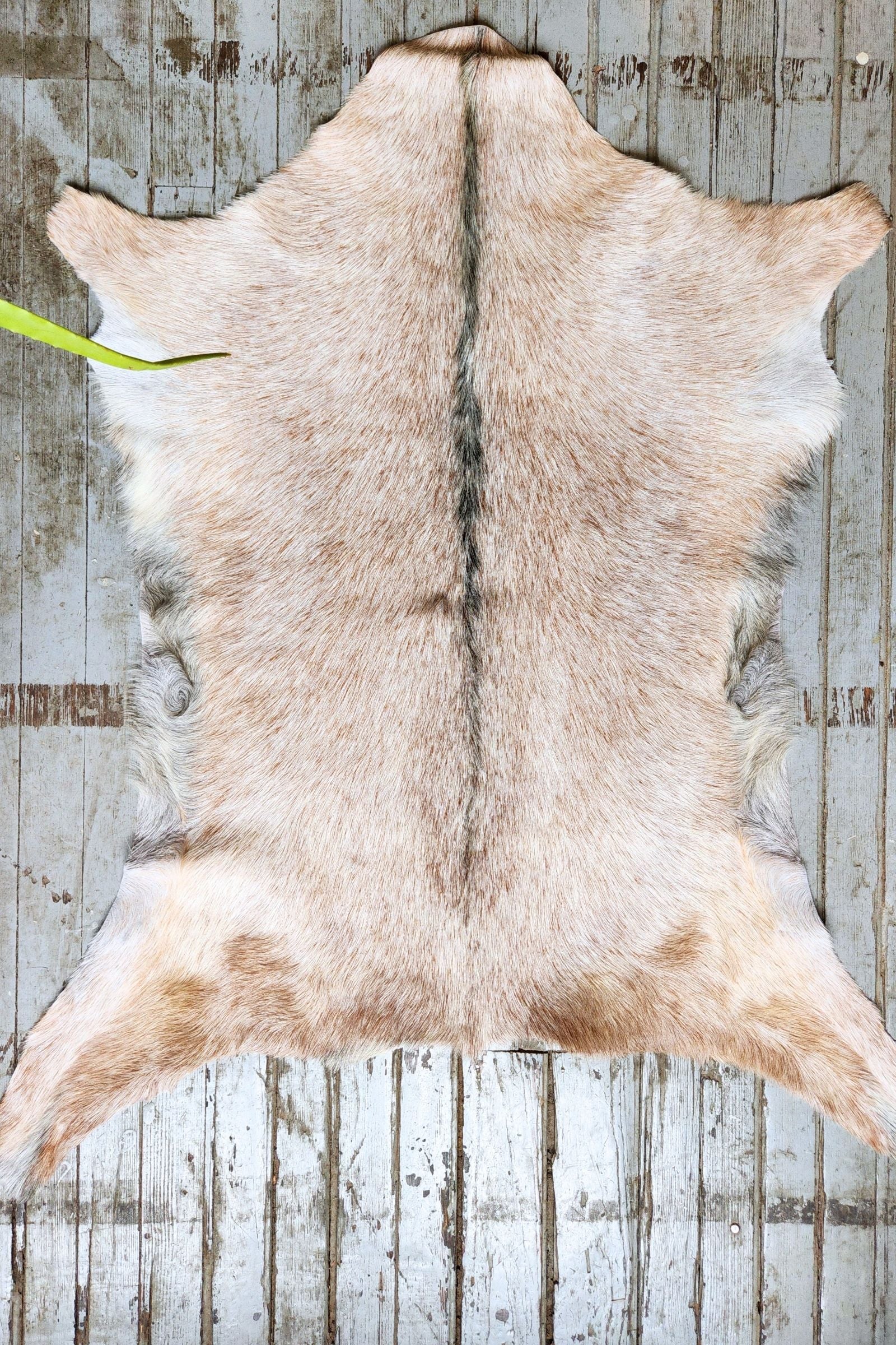 Roan Goat Hide Rug #452