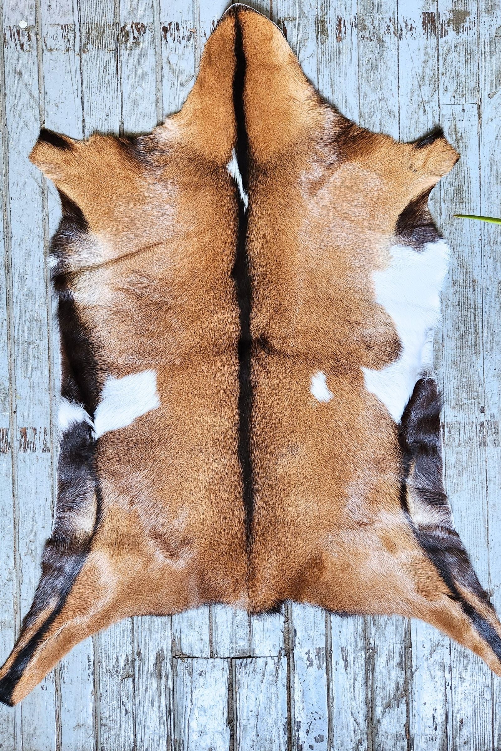Brown & White Goat Hide Rug #459
