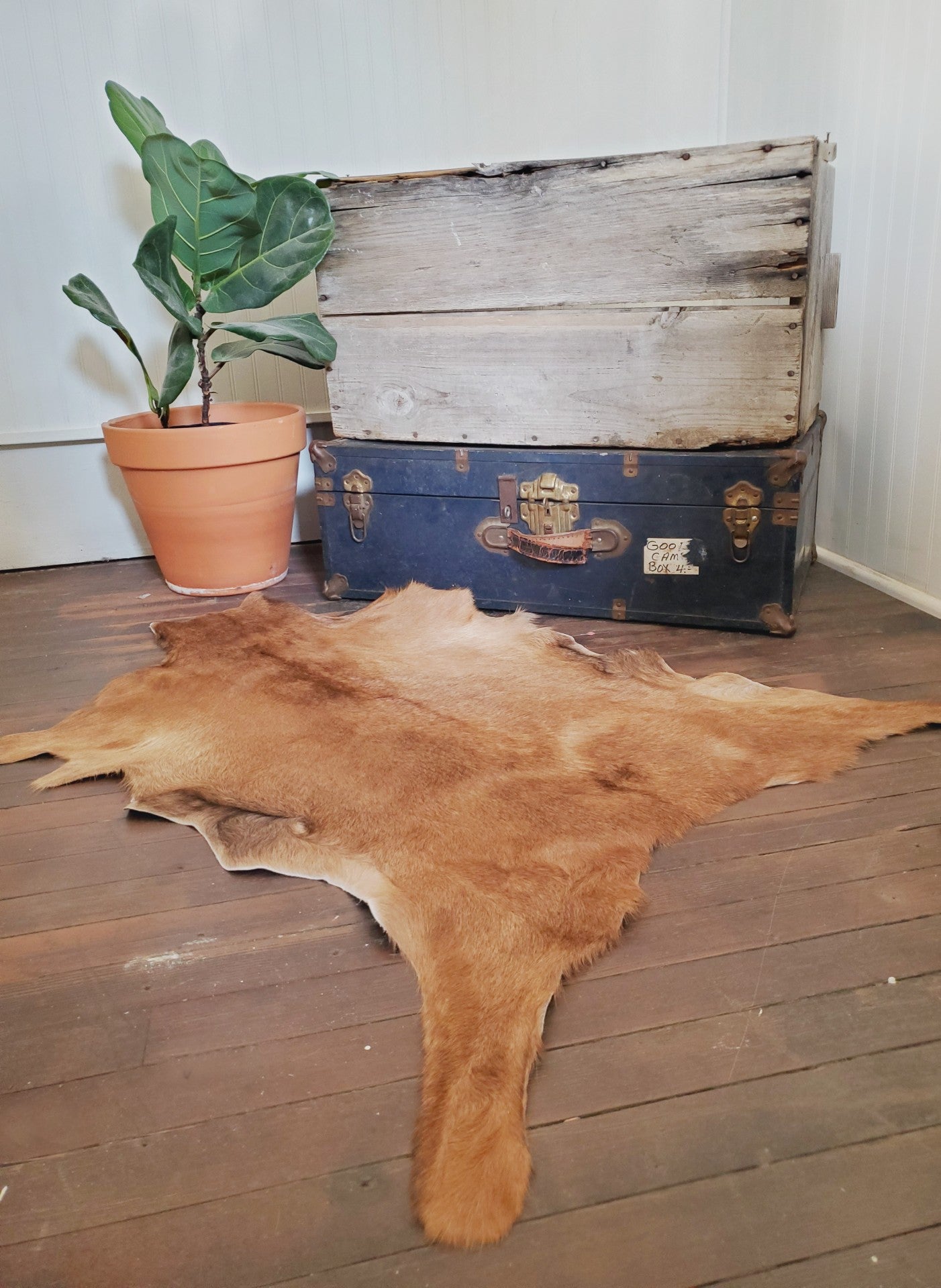 Golden Brown Goat Hide #296