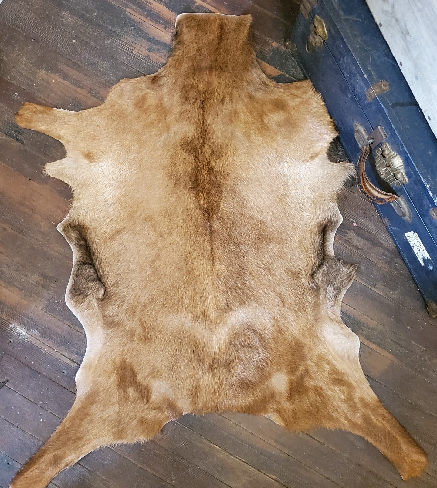 Golden Brown Goat Hide #296